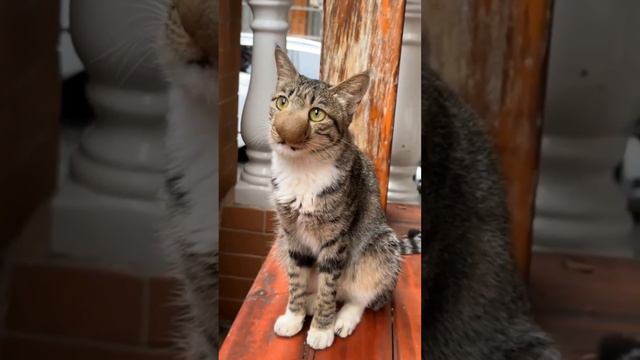 Оса на нос села #cat #кошки #comedy #catvideos #shortsvideo смотреть онлайн