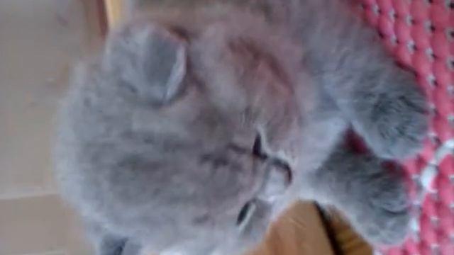 PL*Palladium K'baby girl "Pinky" смотреть онлайн