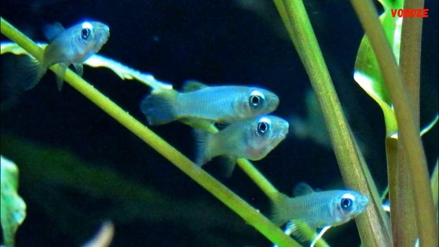 Голубоглазка Нормана Содержание в аквариуме Разведение и Совместимость с другими рыбками смотреть онлайн
