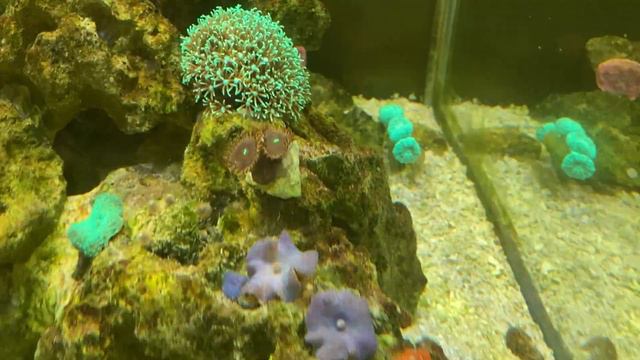 Валония в моем морском аквариуме и другие новости. смотреть онлайн