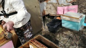 Первая шоковая весенняя ревизия пчёл