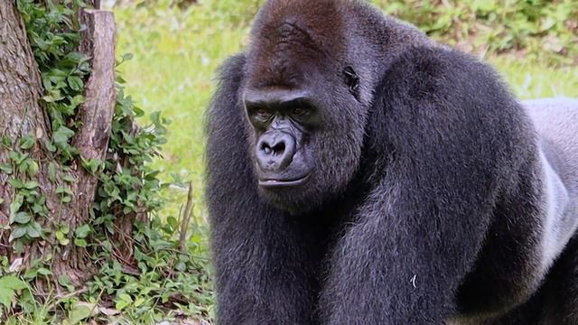 New Gorilla at Kansas City Zoo July 2020 смотреть онлайн