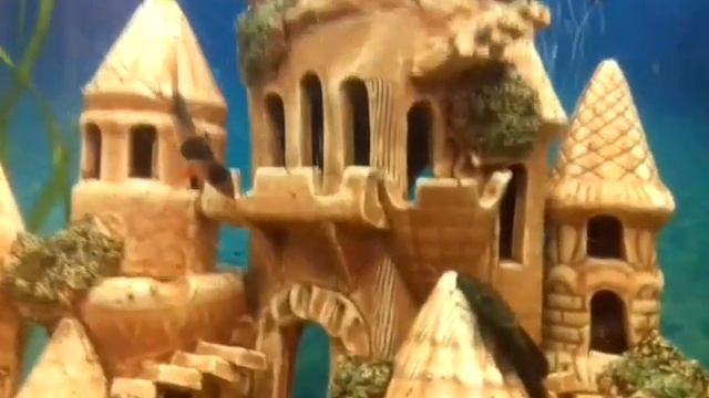 Аквариум. Кормление мотылём. смотреть онлайн