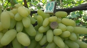 Новинка Виноград Алинка