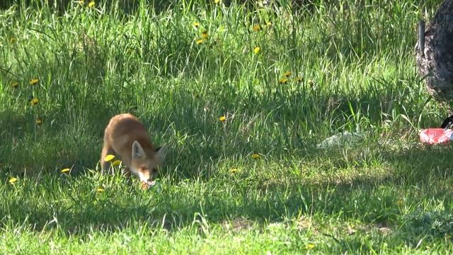 Автопутешествие по Татарстану, Кама. Убирайте мусор, господа отдыхающие.Road trip in Tatarstan, Kam смотреть онлайн