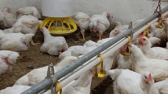 //Все буде🇺🇦 Вирощування бройлера в 32градусну жару//Розколихали🐔яку вагу набрав за 20 днів// смотреть онлайн