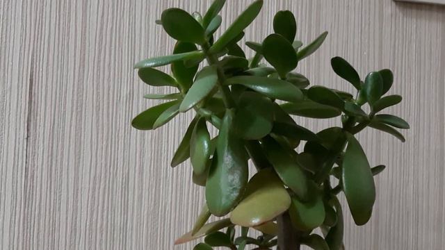 Толстянка гүлдесін десең... Чтоб цвела толстянка #гүлкүтімі #талаявода #қарсуы #жаңбырсуы #крассула смотреть онлайн