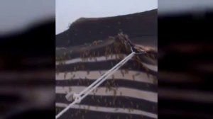 Аномальное нашествие саранчи