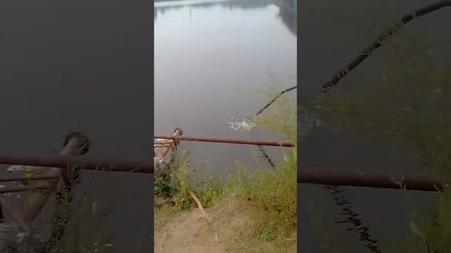 Показываю пруд Питак!!! ( СНТ 6 пятилетка г.Иркутск:) смотреть онлайн