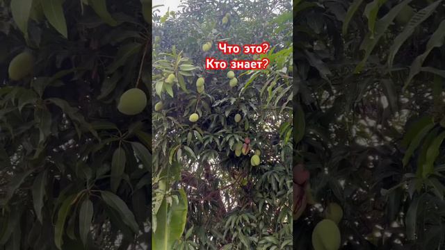 Как растет МАНГО в Таиланде_ #паттайя #жизньвтайланде #пхукет #недвижимость #землявтае смотреть онлайн
