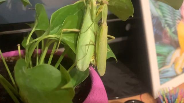 Наконец !!! Спаривание богомолов смотреть онлайн