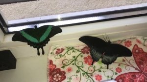 Бабочкарий от fly-fly / вторая бабочка