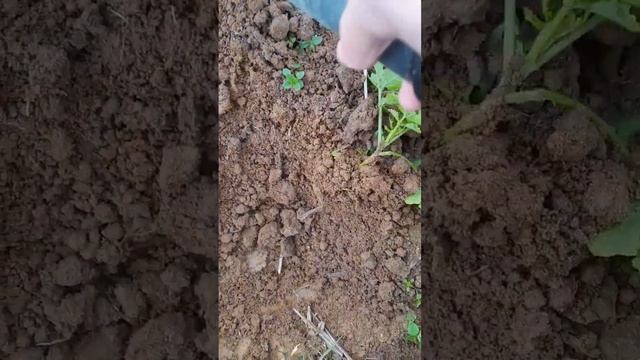 Altes Bleigeschoss mit dem Nokta Makro Legend gefunden Sondeln Metalldetektor смотреть онлайн