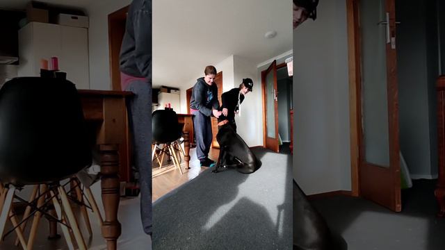 Teaching our rescue greyhound to sit! смотреть онлайн