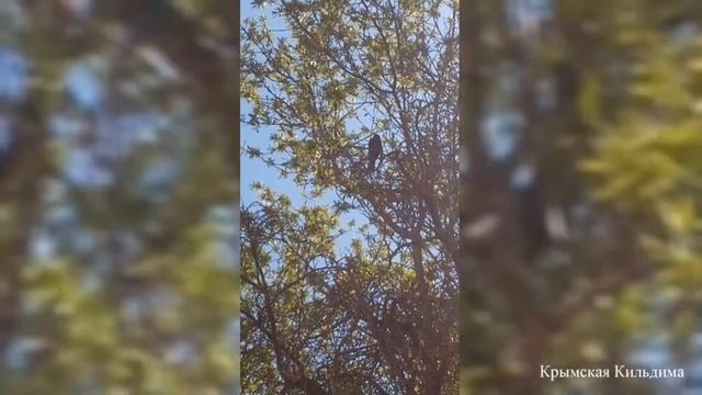 Вы Слыхали? (как поют дрозды) смотреть онлайн