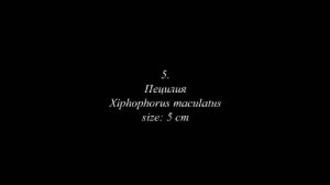 Топ 10 самых красивых аквариумных рыбок