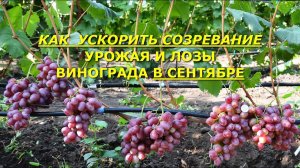 Что нужно сделать в сентябре, чтобы ускорить созревание ягод и лозы винограда?