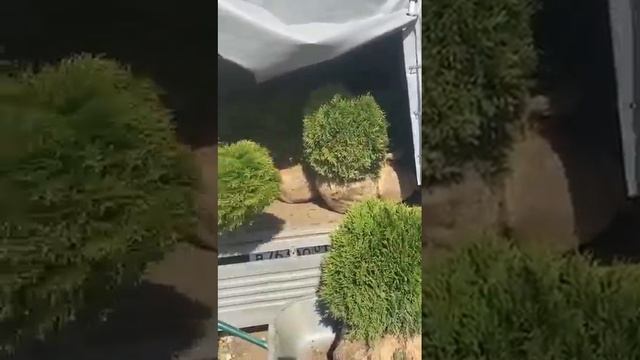 Туя хозери 1 смотреть онлайн