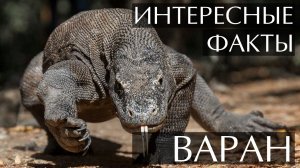 Варан. Интересные факты