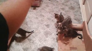 Полосатые котята в дар