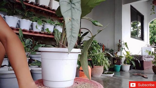 My Alocasia Heterophylla Corazon | + Repotting And Care Tips