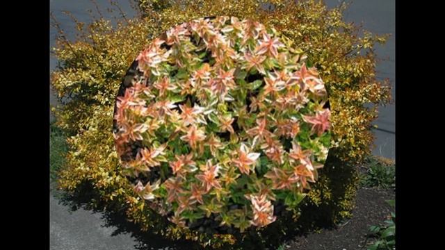 Abelia X Grandiflora 'Kaleidoscope'