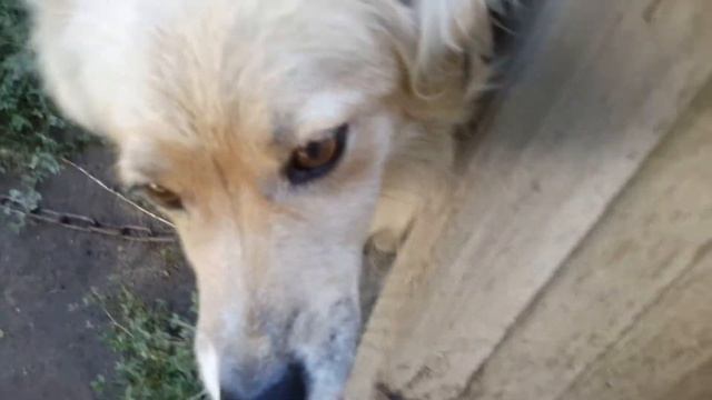 9 серия жучки добрых злых и средних дел разбор дома собачки жучки смотреть онлайн