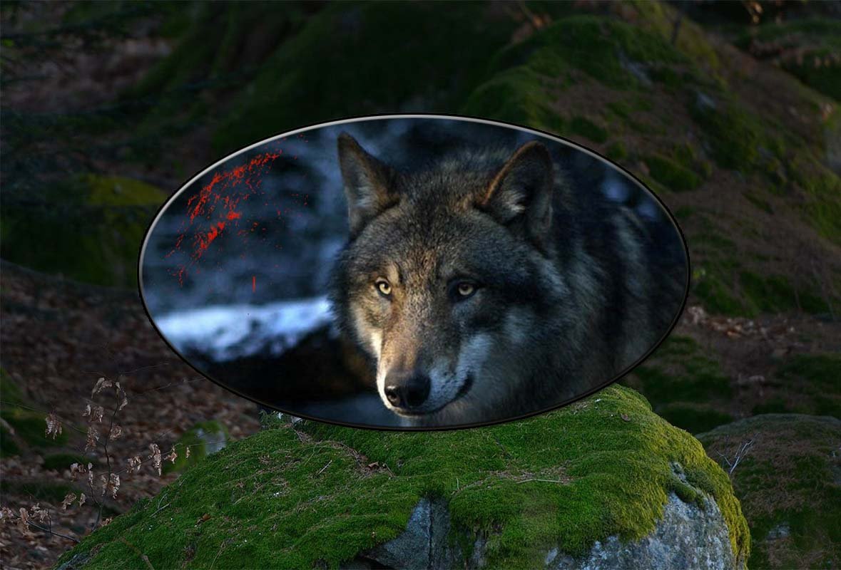 Встречи с волками (истории, рассказанные очевидцами) смотреть онлайн