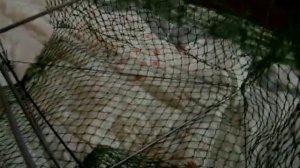 Как сделать раколовку.Самую эффективную,компактную,гламурную.