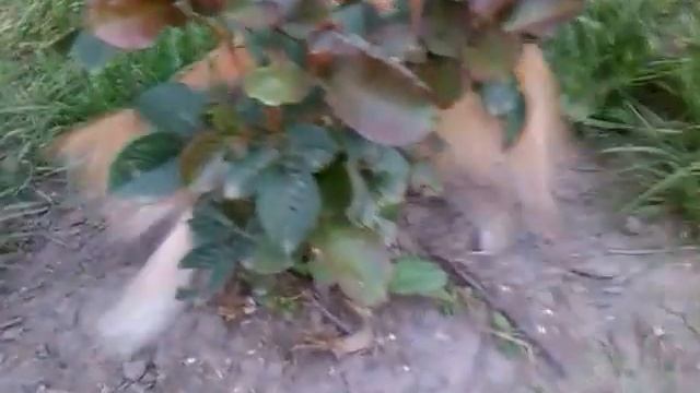 #HUNTING (INTEREST) #TOP CATS The red animal came for hunting (Рыжий зверь) #СМЕШНЫЕ КОШКИ смотреть онлайн