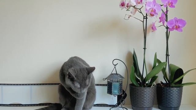 Почему кошки и коты едят траву? | Интересные факты | Вы будете удивлены! смотреть онлайн