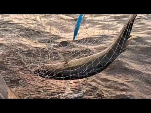 Ладога... (второй день) . Поймали немного судачков