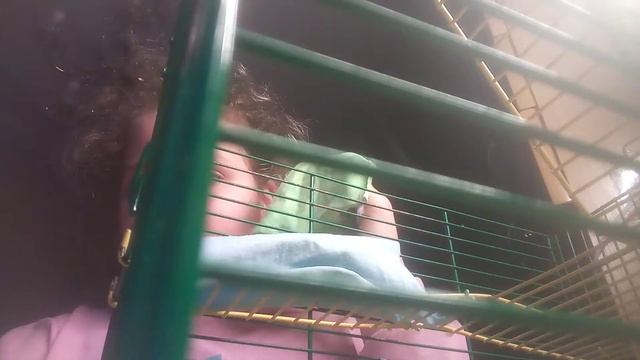 Что должно быть у крысы в клетке! смотреть онлайн