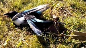 Эффективный способ ловли сорок ч.1