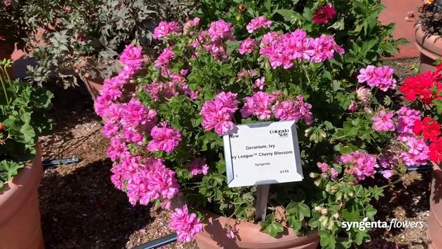 Ivy League Ivy Geranium | CSU Trial Garden смотреть онлайн