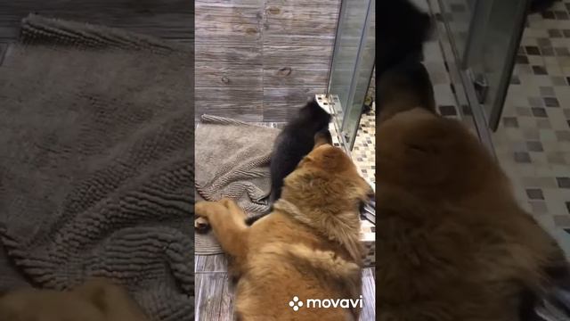 Енот Жорик и собака мастиф Батон смотреть онлайн