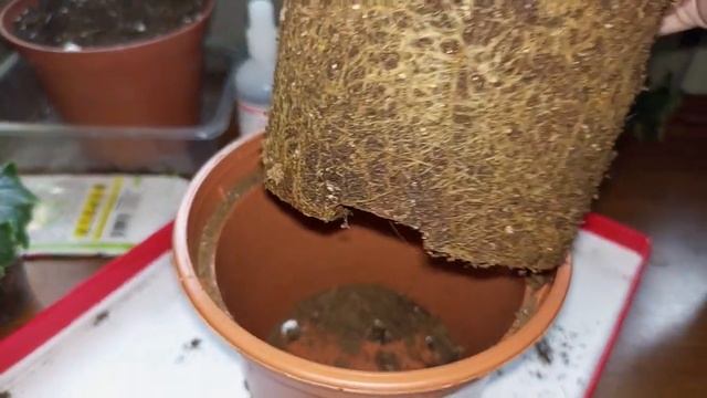 Бегония элатиор, размножение, пересадка растения из магазина. смотреть онлайн