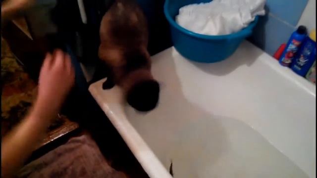 Рыбалка. Кот - рыболов смотреть онлайн