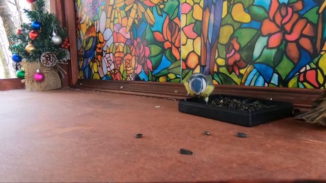 ?Лазоревка | Голубая синица?? / Blue Tit ?? смотреть онлайн