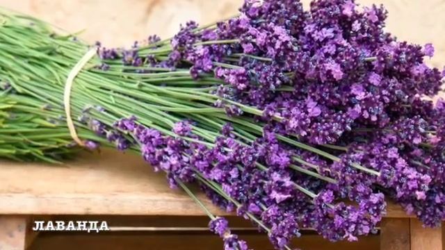 Лаванда или Лавандин? Что выбрать для Подмосковья и средней полосы России? смотреть онлайн
