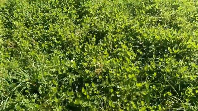 💥Скоро он исчезнет навсегда.Успевайте полюбоваться. 6.11.2021г.Горячий Ключ. смотреть онлайн