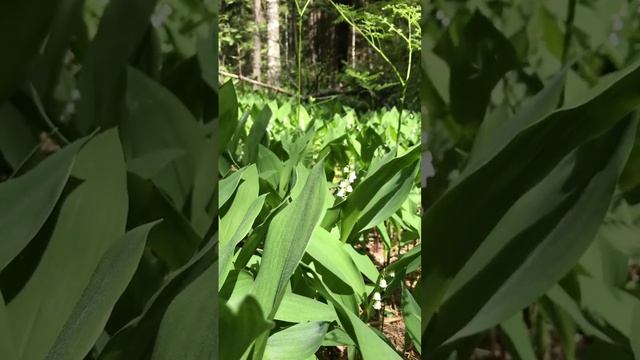 Лесные колокольчики смотреть онлайн