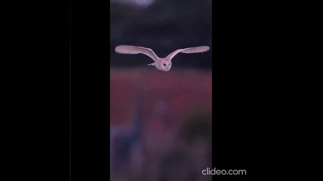 ночь 07.09 6 смотреть онлайн