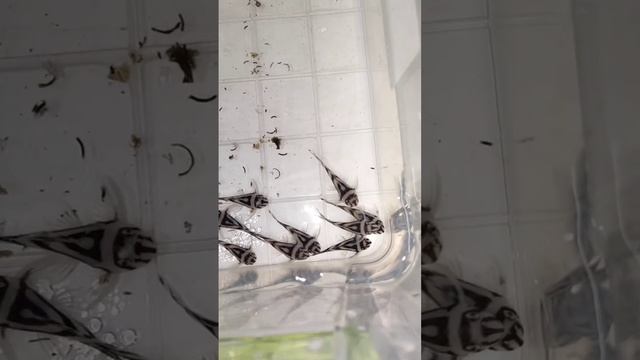 Гипанциструс зебра - мальки смотреть онлайн