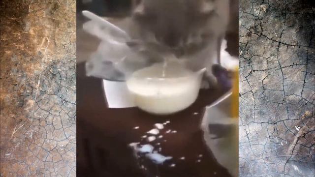 кот лакает молоко смотреть онлайн