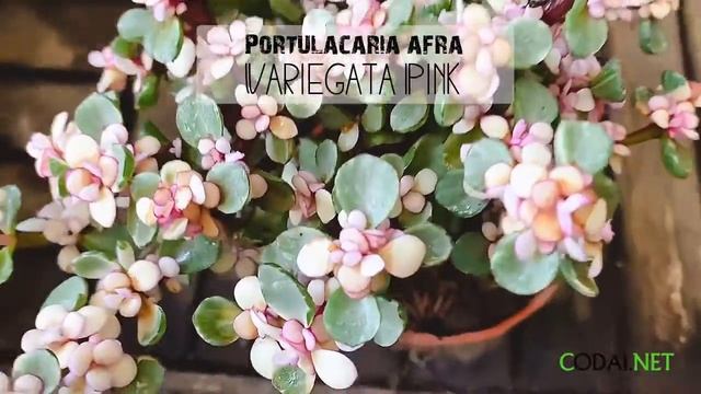 Cây Portulacaria afra Variegata Pink (Đô La Hồng) Bonsai chậu nhựa смотреть онлайн