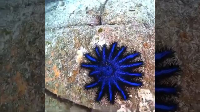 Восхитительный терновый венец, акантастер. смотреть онлайн