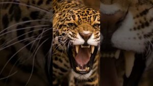 Глюк'оZа кошка это дикий зверь