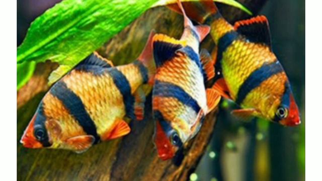 Аквариумные рыбки Барбус суматранский Puntigrus tetrazona #барбус #puntigrustetrazona смотреть онлайн