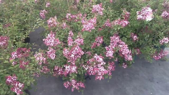 Syringa Red Pixie смотреть онлайн
